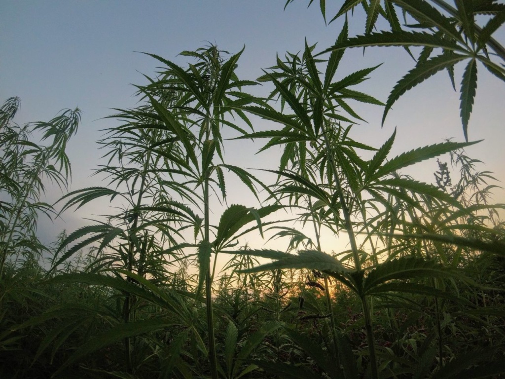 Beyond Beauty: What is Hemp Used For?, Beyond Beauty: What is Hemp Used For?, Cannabella